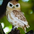 thumbnail image 4 of HI-LINE GIFT LTD. SMALL BROWN OWL ON STUMP, 4 of 6