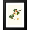 thumbnail image 2 of Giorgio Gallesio 18x24 Black Modern Framed Museum Art Print Titled - Alexandrian Apricot with Bitter Almond. (Armeniaca Alexandrina; Apricot) (1817-1839), 2 of 5