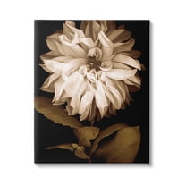 Stupell Modern White Chrysanthemum Petals Botanical & Floral Photography Gallery Wrapped Canvas Print Wall Art