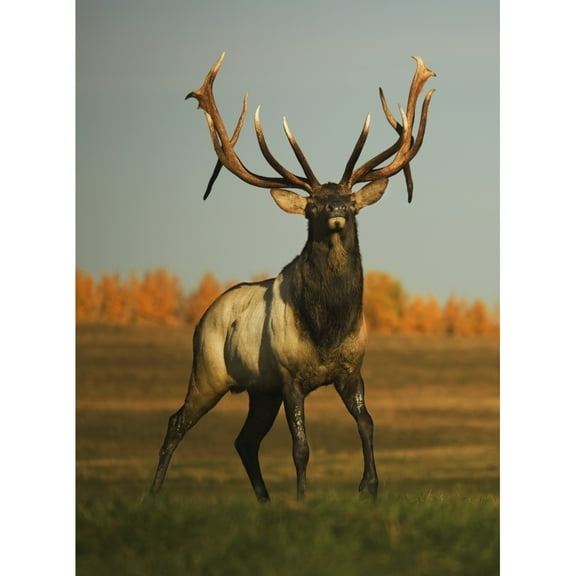Posterazzi DPI1874732 Alberta, Canada - Elk Cervus Canadensis Poster Print, 13 x 18