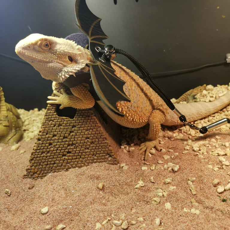 Carrier for top bearded dragon