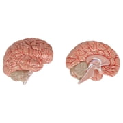 Anatomy Lab Basic 2 Part Brain Model with Arteries and Blood Vessels