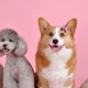 thumbnail image 5 of BRIGHTFUFU 10Ud Accesorios Para De Perro Con Lazo Mate Duraderos Y Chic Para Mascotas, 5 of 5