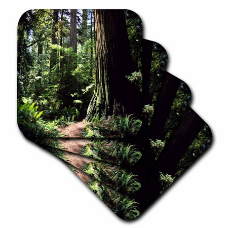 3dRose Redwood forest in Northern California - US05 DFR0200 - David R. Frazier, Soft Coasters, set of (Best Redwood Forest In California)