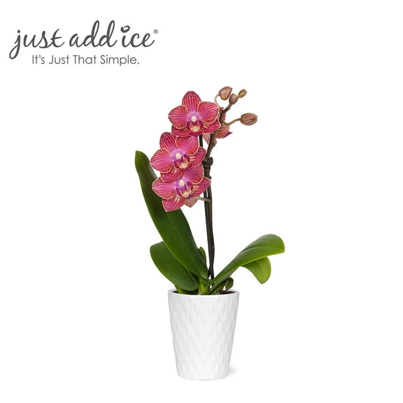 Just Add Ice 6-10" Unique Red Mini Orchid Live Plant in 2.5" White Ceramic Pot, House Plant