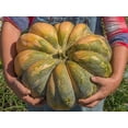 thumbnail image 2 of Fairytale Pumpkin Seeds for Planting (10 Seeds) - Musquee de Provence, 2 of 3