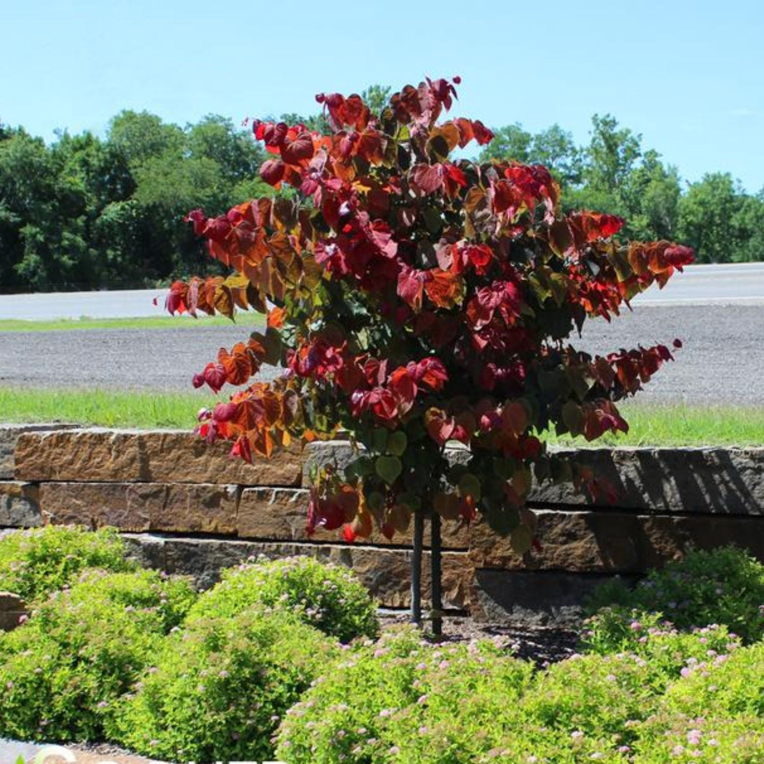Expert Gardener 1-2' Redbud Hearts A’Fire® in 1 gal. Grower Pot