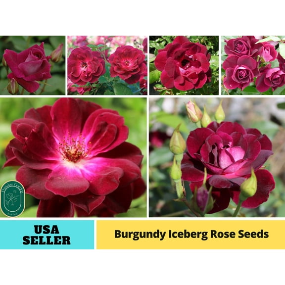 30  Seeds| Burgunry Climbing Rose Rosa - Authentic Seeds - Perennial~GMO Free~~Flower seeds ~ Asian Garden~ Herbs B5G1#1129
