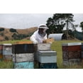 thumbnail image 5 of Manuka Honey UMF 20+ (MGO 826+) Pure New Zealand Honey 1.1 lb, 5 of 6