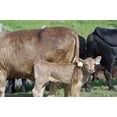 thumbnail image 2 of Starting Fluid- Supportive Liquid Nutrients for Livestock, 2 of 8