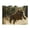 500 Pieces, variant on 500-Piece Wooden Jigsaw Puzzle for Adults & Families - Tiger Running Wild Animal , Fun & Educational Brain-Teasing Game, Artistic Home Decor