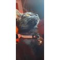 thumbnail image 5 of Rhinestone Cat Collar Breakaway with Bell Safety Buckle, Adjustable Diamond Girl Boy Kitty Cute Comfy Collar for Kitten Tiny Little Pets Rabbits, 5 of 6