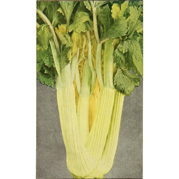1000 GOLDEN Self-BLANCHING CELERY aka Burpee's or Dwarf Golden Apium Graveolens Dulce Vegetable Seeds