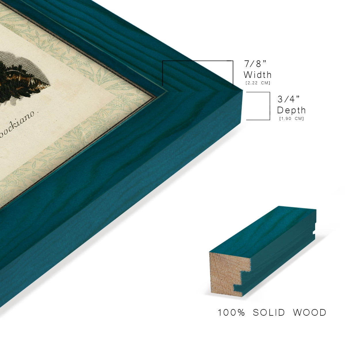 Bookplate Shells I - Framed Print w/glass - Ocean Blue