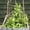Light Brown, variant on 50PCS Plant Stakes,Natural Bamboo Stakes,Garden Stakes for Indoor and Outdoor Plants,RibRave Poles Sticks for Tomatoes,Beans,Flowers,Trees Potted and Climbing Plants-18 inches