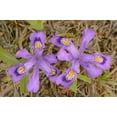 thumbnail image 2 of Jaynes Gallery 14x11 Black Ornate Wood Framed with Double Matting Museum Art Print Titled - Canada-Ontario-Tobermory Dwarf lake iris flower close-up, 2 of 4