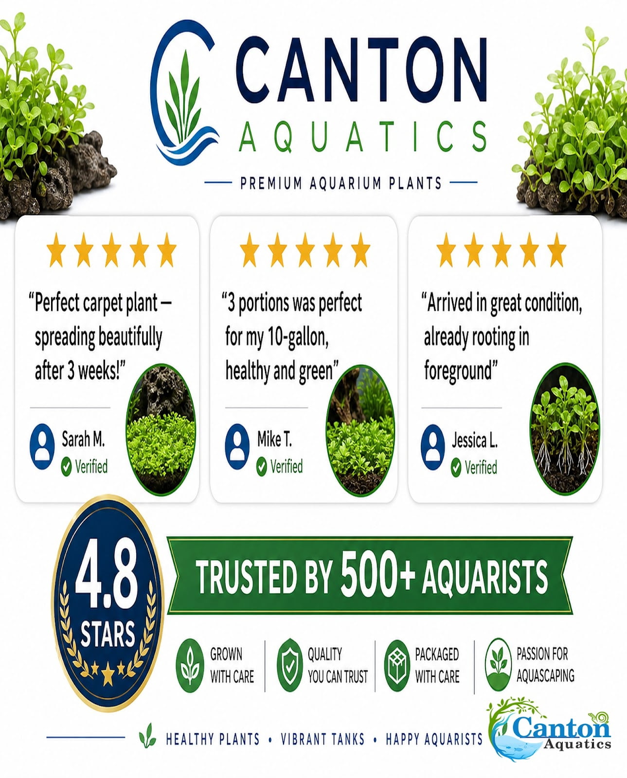 Canton Aquatics Staurogyne Repens Live Aquarium Plant 3 Portions Freshwater