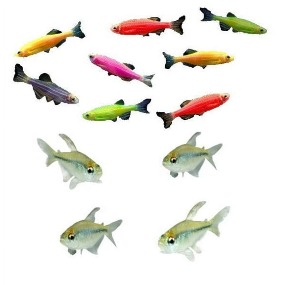 GloFish® Danio-Diamond 12ct Live Fish Assortment