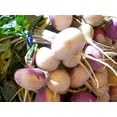thumbnail image 5 of Purple Top White Globe Turnip Seeds/Annual/Full Sun/800 Seeds 2 Grams/Zellajake Farm and Garden- B99, 5 of 5