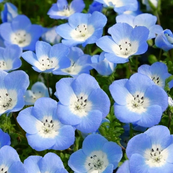 TomorrowSeeds - Baby Blue Eyes Seeds - 2000  Count - For 2026 Planting Nemophila Menziesii Sky Blue