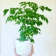 thumbnail image 2 of China Doll Plant - Live Plant in a 6 Inch Pot -Radermachera Sinica - Beautiful Easy Care Indoor Houseplant, 2 of 5