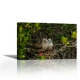 thumbnail image 1 of Red-footed Boobies on nest in mangroves, Galapagos Islands, Ecuador - Contemporary Fine Art Giclee on Canvas Gallery Wrap - wall décor - Art painting - 27 x 18 Inch - Ready to Hang, 1 of 2