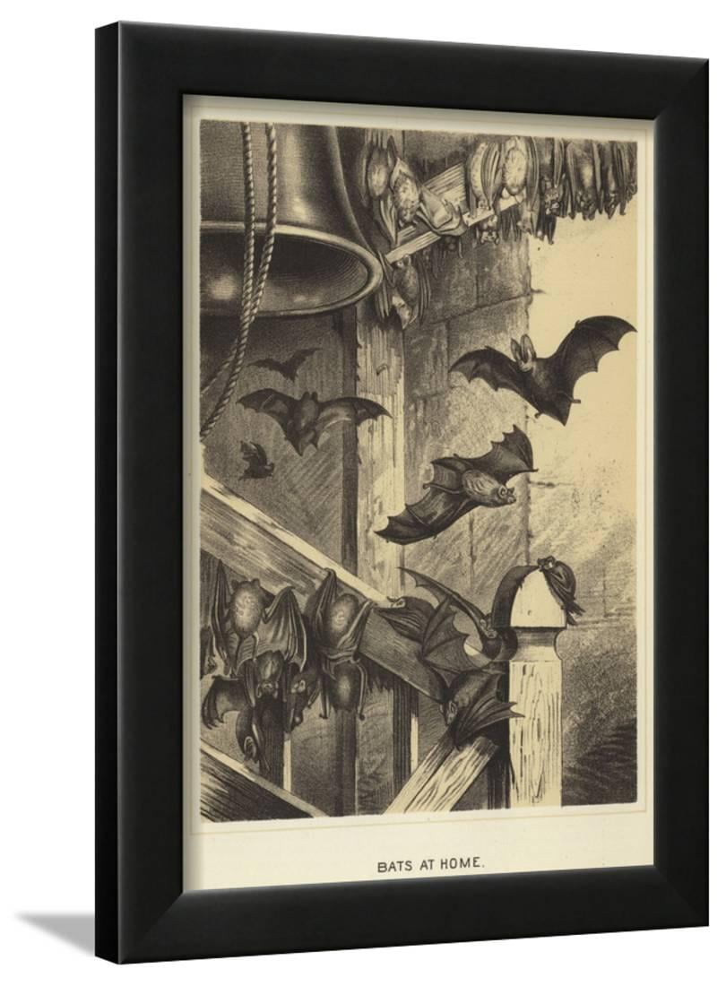 Bats At Home Framed Print Wall Art Bats At Home Framed Print Wall Art