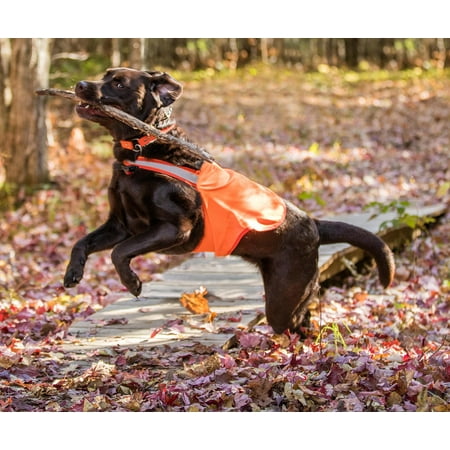 

Dog Not Gone No Fly Zone Safety Vest for Dogs Small Orange