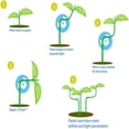 thumbnail image 4 of Plant Branch Clips - For Bending Plants And Changing The Direction Of Growth, Vertical And Healthier Growth, 20 Pieces JU, 4 of 5