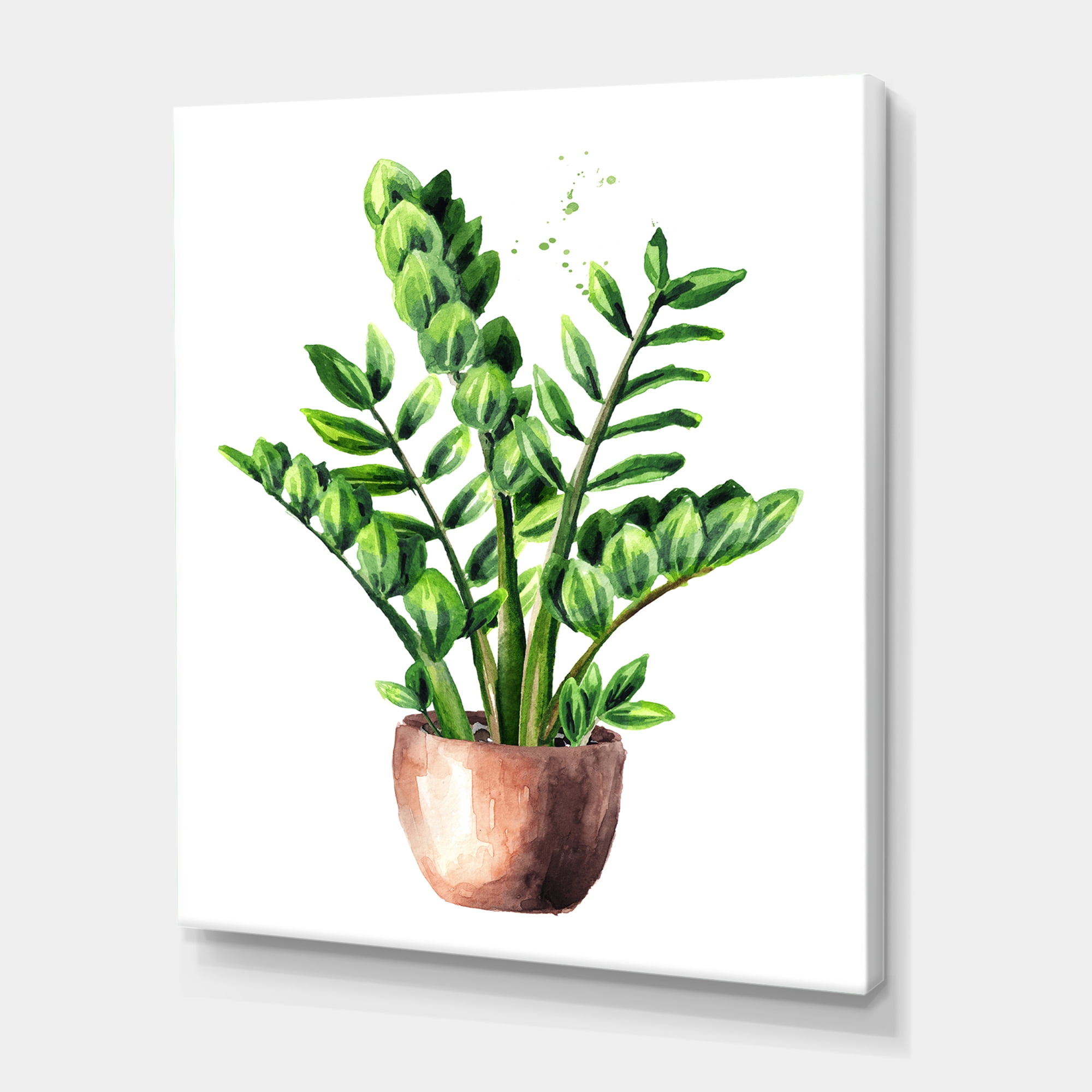 Designart ' Zamioculcas Tropical Plant With Green Leaves On White ' Traditional Canvas Wall Art Print