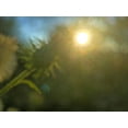 thumbnail image 2 of Popcorn 24x19 Gold Ornate Wood Framed with Double Matting Museum Art Print Titled - Golden Hour I, 2 of 4