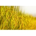 thumbnail image 6 of Organic Italian White Arborio Rice, 1 Pound — Non-GMO, Kosher, Raw, Vegan — by Food to Live, 6 of 6