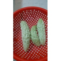White Bitter Melon Seeds - 25 Seeds | By Mai's Family LLC