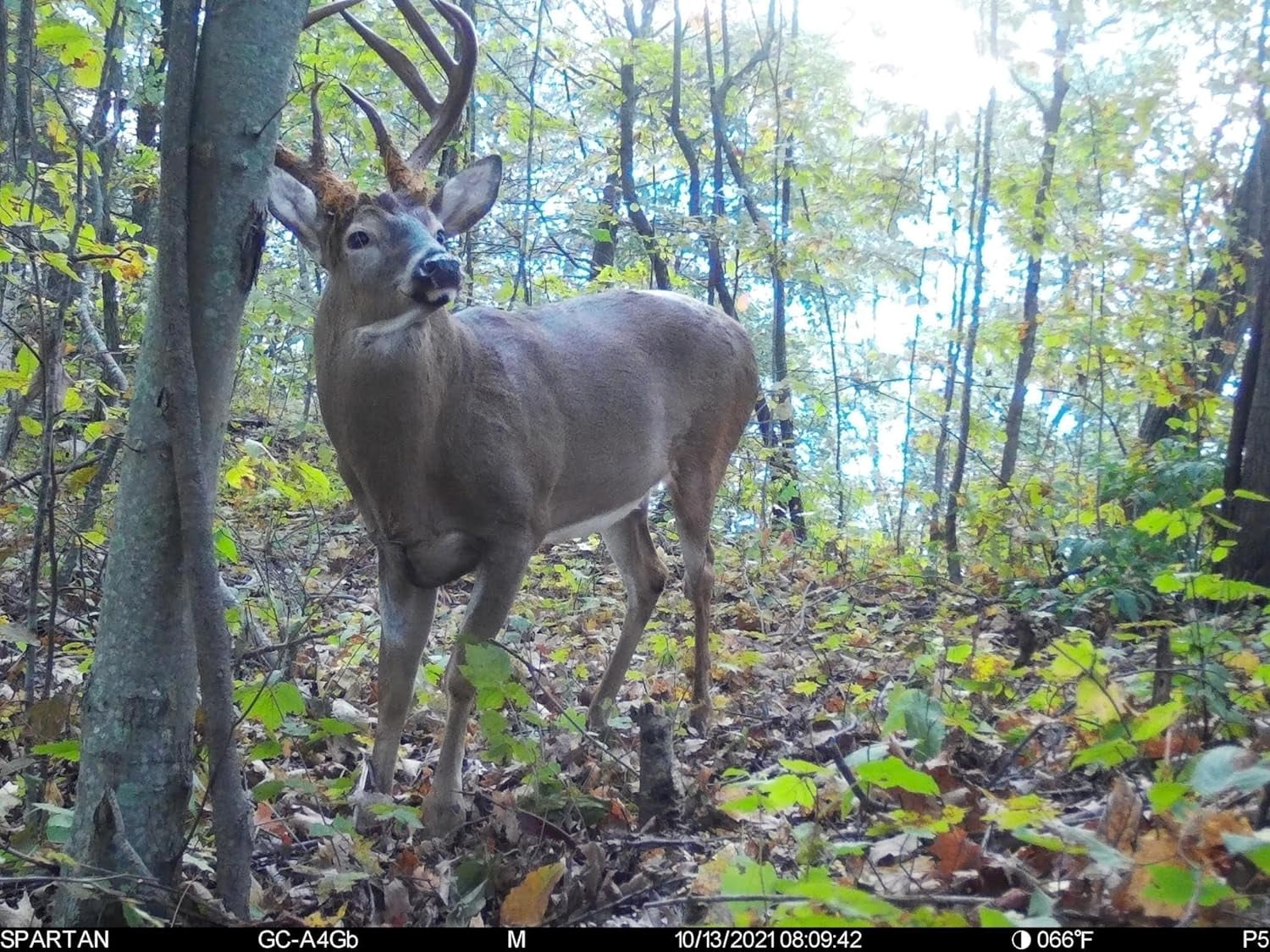 Spartan Gocam 4G LTE Trail Camera, Free Roaming in US, Remotely Update Camera Settings, Fully Configurable via App, HD Video, HD Photo, Blackout Flash, Hunting, Security, Surveillance, Areus camo