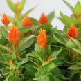 thumbnail image 2 of Expert Gardener 14" Orange Celosia Live Plants in 7" Grower Pot Full Sun, 2 of 7