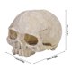 thumbnail image 4 of Estatua De Calavera Decoración De Estatua De Calavera, Estatua De Calavera De Forma Exquisita, Cueva Para Mascotas Para Pecera De Acuario Fugacal Skull Statue, 4 of 8