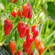 Eversweet Everbearing 25 Live Strawberry Plants, NON GMO,