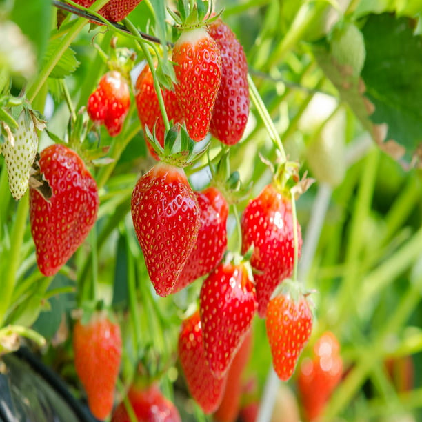 Eversweet Everbearing 25 Live Strawberry Plants, NON GMO, - Walmart.com ...