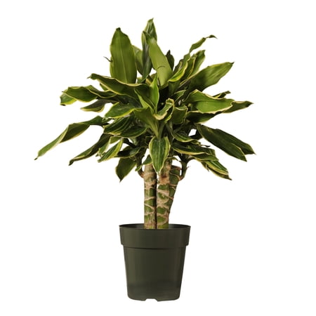 United Nursery Live Dracaena Sol Plant 14-18 inches Tall in 6-inch Grower Pot