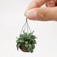 thumbnail image 2 of Mini casa decorativa decorativa maravillosa hermosa planta adorno encantador 1/12 modelo de bonsai para el balcón de jardín de hadas doméstico Inevent FN001979-00, 2 of 5