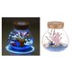 thumbnail image 5 of Florero  preservación  del tarro de Gloria Decoraciones De Terrario, 5 of 9