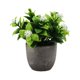 thumbnail image 2 of Yuarrent Árbol de dinero artificial fácil de limpiar en maceta para una decoración del hogar sin esfuerzo verde Decoración nuevo aliento de bebé blanco, 2 of 6