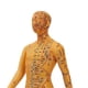 thumbnail image 2 of Modèle d'acupuncture du corps humain de 53 cm, modèle d'acupuncture pour l'enseignement de la médecine chinoise, 2 of 4