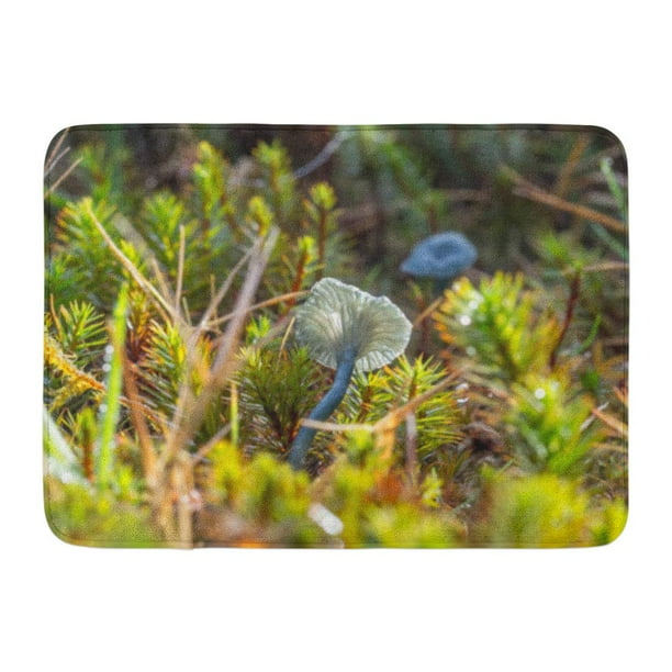 GODPOK Fungi Agaricus The Blue Green Verdigris Navel Mushroom Arrhenia