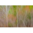 thumbnail image 2 of Jaynes Gallery 24x17 Gold Ornate Wood Framed with Double Matting Museum Art Print Titled - USA-New Jersey-Cape May Abstract of trees in autumn foliage, 2 of 4