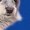 Royal Blue, variant on Watercolor Australian Shepherd Tee Women's -Image by Shutterstock
