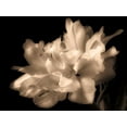 thumbnail image 2 of Britt, Charles 18x15 White Modern Wood Framed Museum Art Print Titled - Double Dappled I, 2 of 4