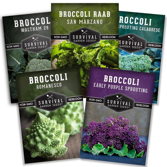 Broccoli Seeds - 5 Variety Pack - Heirloom Full Sun Biennial Vegetable
