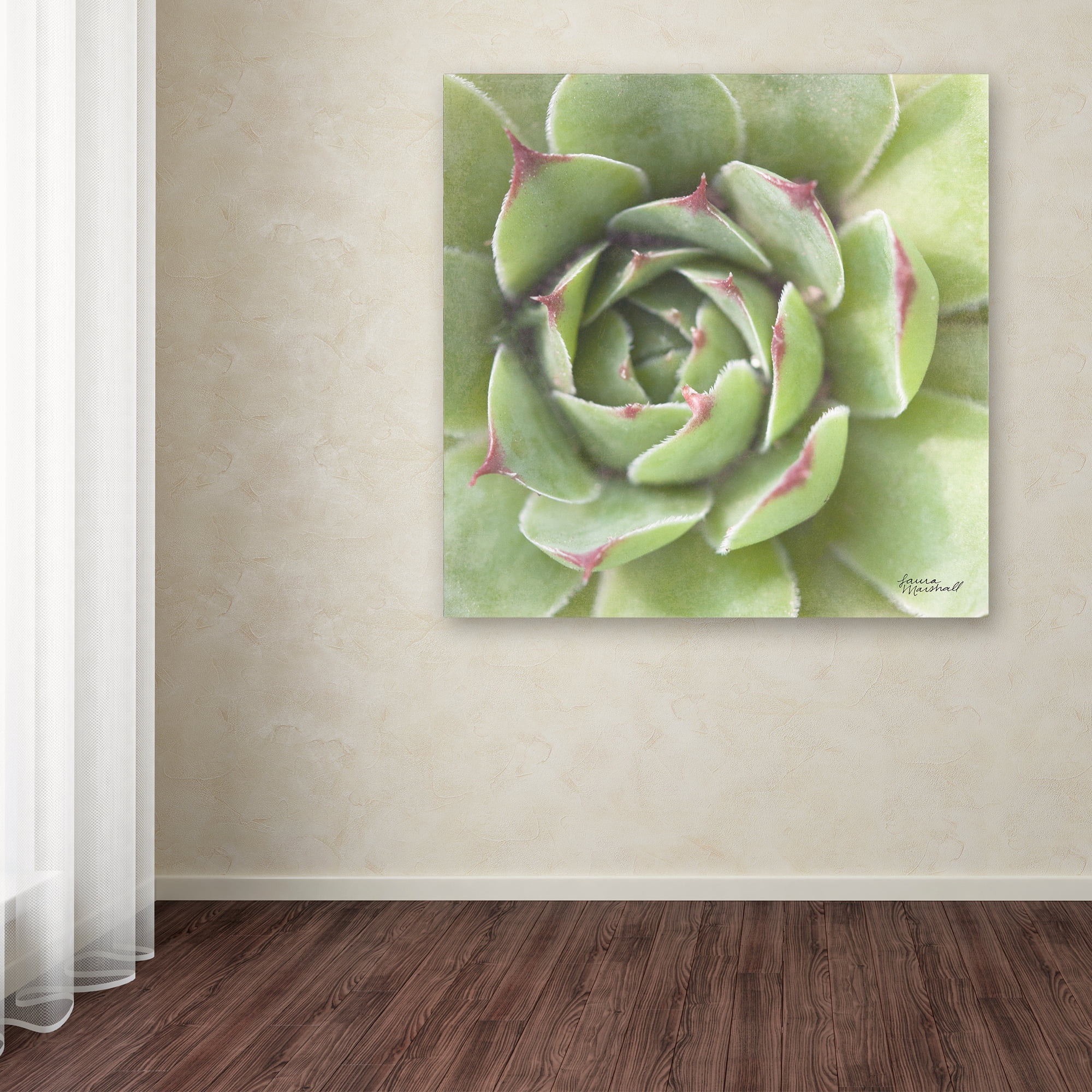 Trademark Fine Art 'Garden Succulents II Color' Canvas Art by Laura Marshall