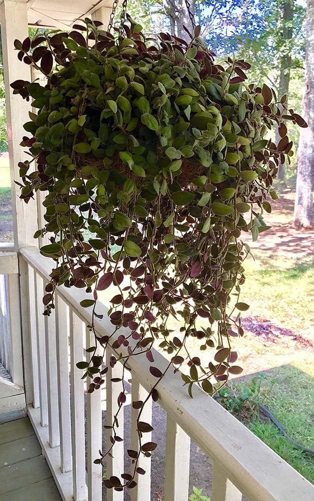 Baby Bunny Bellies Wandering Jew/Tradescantia 2.5&quot; Pot